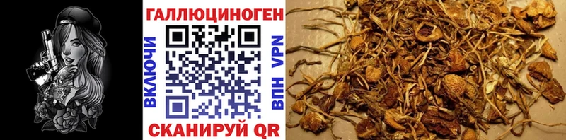 Галлюциногенные грибы Psilocybine cubensis Удачный